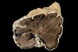 Wide Petrified Wood (Schinoxylon) Limb - Blue Forest, Wyoming #141473-1